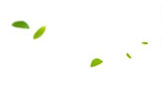 ġ-leaves.jpg